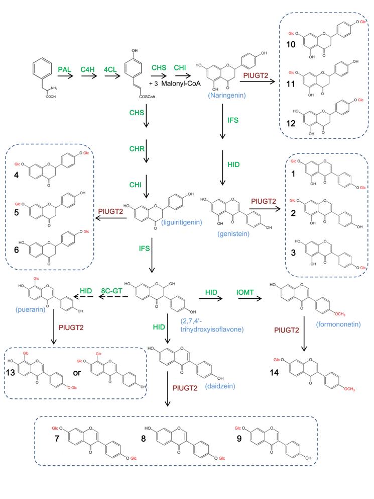 武漢植物園在解析野葛異黃酮生物合成研究中取得新進(jìn)展