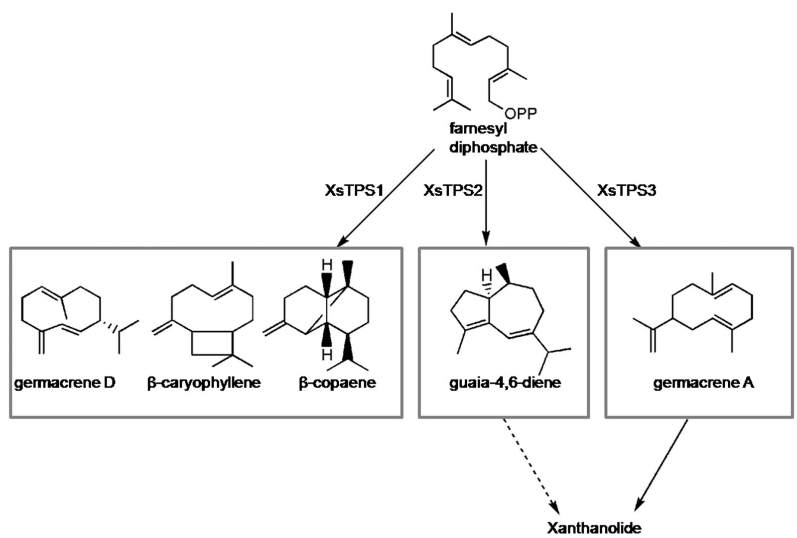 武漢植物園在挖掘倍半萜生物合成基因研究中取得新進展