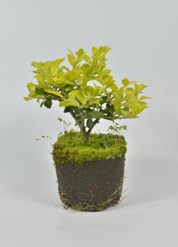 園藝界新晉網(wǎng)紅——家居無土彩葉小盆栽 華麗亮相銀泰商城