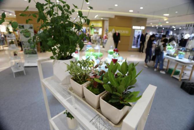 園藝界新晉網(wǎng)紅——家居無土彩葉小盆栽 華麗亮相銀泰商城