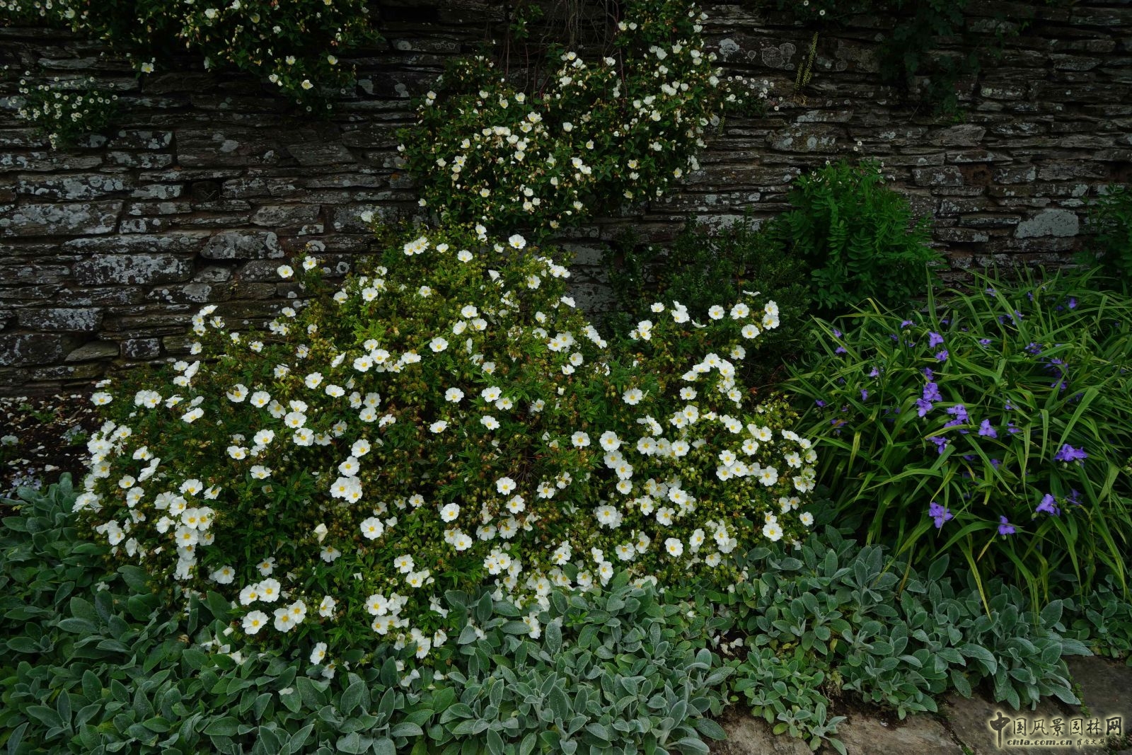 俯拾皆是“杰基爾Style”——英國(guó)赫斯特庫(kù)姆花園