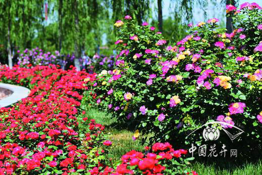 中農大培育新品種綻放月季大會