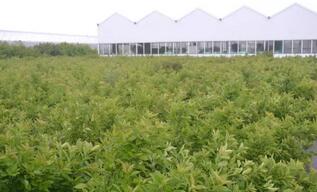 北美冬青考察團赴荷蘭考察報告