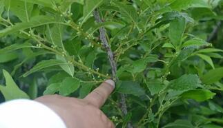 北美冬青考察團赴荷蘭考察報告