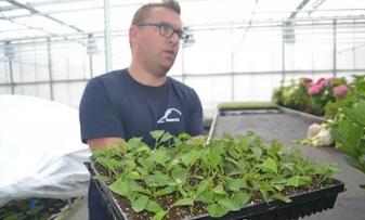 北美冬青考察團赴荷蘭考察報告