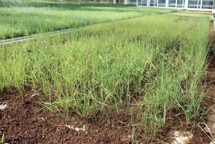 種子的力量即蒙草好種源