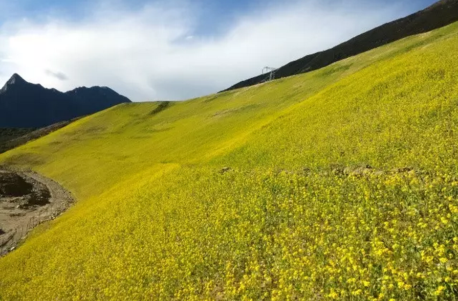 種子的力量即蒙草好種源