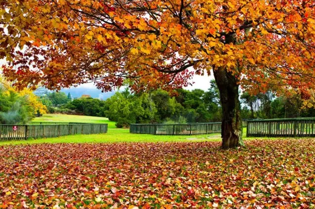 江蘇三葉園林一“櫸”成名天下知