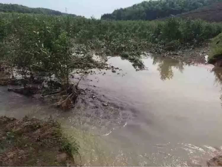 洪澇對園林植物的影響及災后管理措施