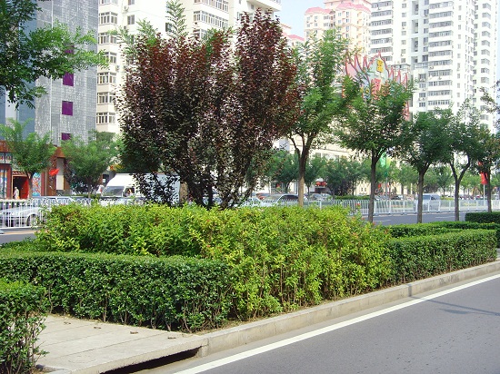 北京奧運中心區(qū)整體道路景觀系統(tǒng)規(guī)劃設(shè)計