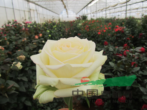 云南8個月季新品種通過初審