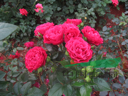 云南8個月季新品種通過初審