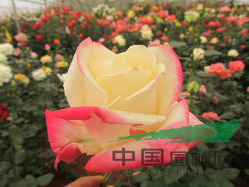 云南8個月季新品種通過初審