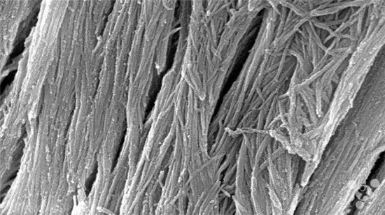 超硬“人造骨”可作建筑材料：可替代鋼筋水泥減少碳排放