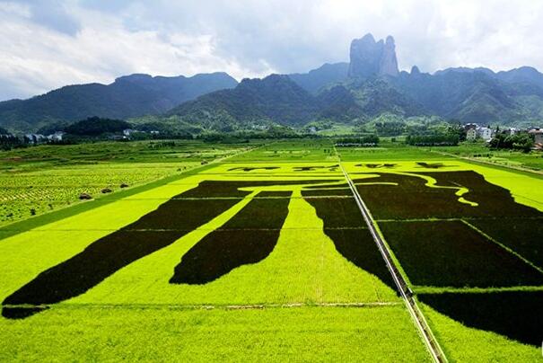 休閑農業景觀設計之“大地藝術”