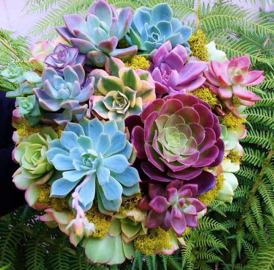 多肉植物八月份養(yǎng)護須知要點