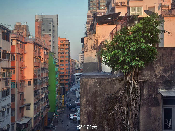 生命的韌性——古舊建筑上頑強生長的樹木