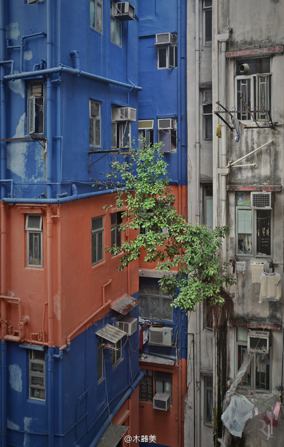 生命的韌性——古舊建筑上頑強生長的樹木