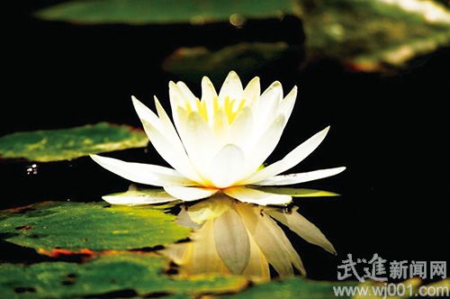 夏季睡蓮如何養護