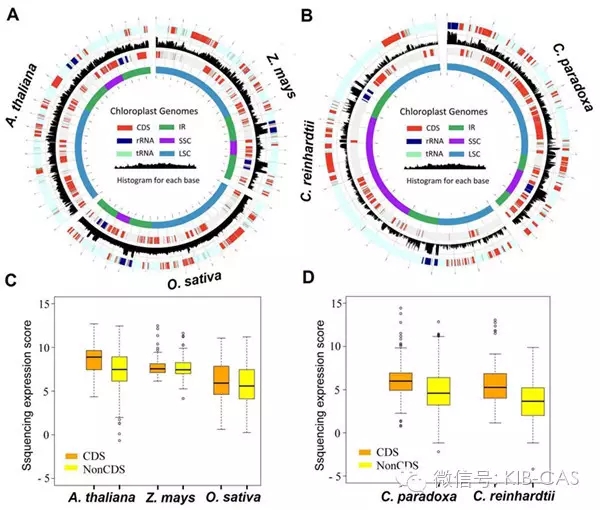 高立志研究組發(fā)現(xiàn)植物葉綠體基因組可以全部轉(zhuǎn)錄的新機(jī)制