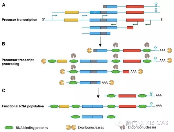 高立志研究組發(fā)現(xiàn)植物葉綠體基因組可以全部轉(zhuǎn)錄的新機(jī)制