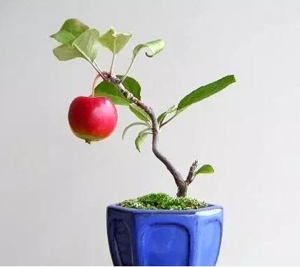 盆景七大類，你都知道嗎？