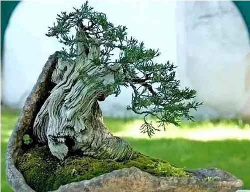 盆景七大類，你都知道嗎？