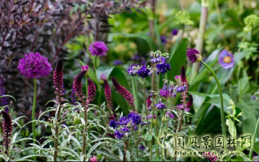 2016英國切爾西花展銀鍍金獎作品賞析