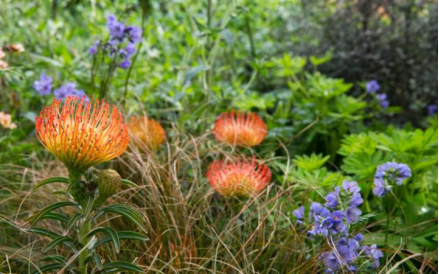 2016英國切爾西花展銀鍍金獎作品賞析