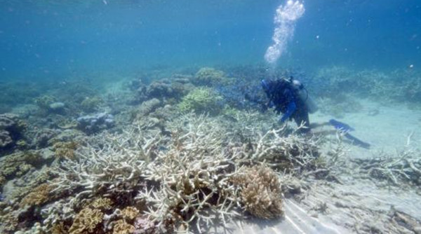 澳大利亞大堡礁或將被列世界遺產危險名錄
