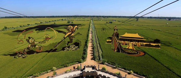 遼寧沈陽“3D稻田畫”進入最佳觀賞期