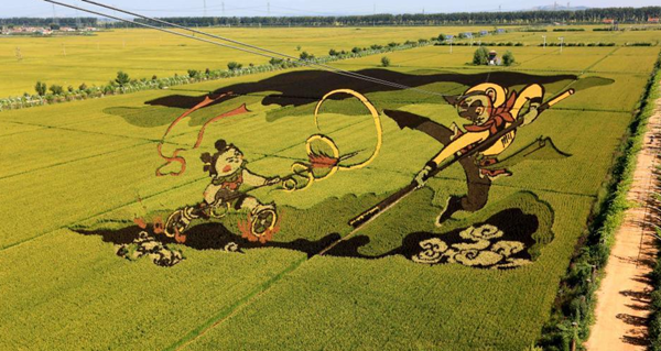遼寧沈陽“3D稻田畫”進入最佳觀賞期