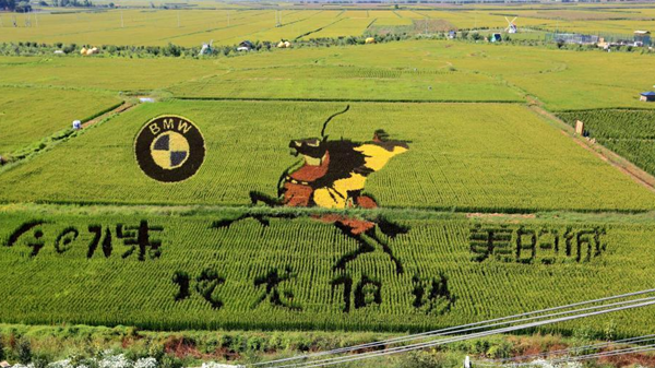 遼寧沈陽“3D稻田畫”進入最佳觀賞期