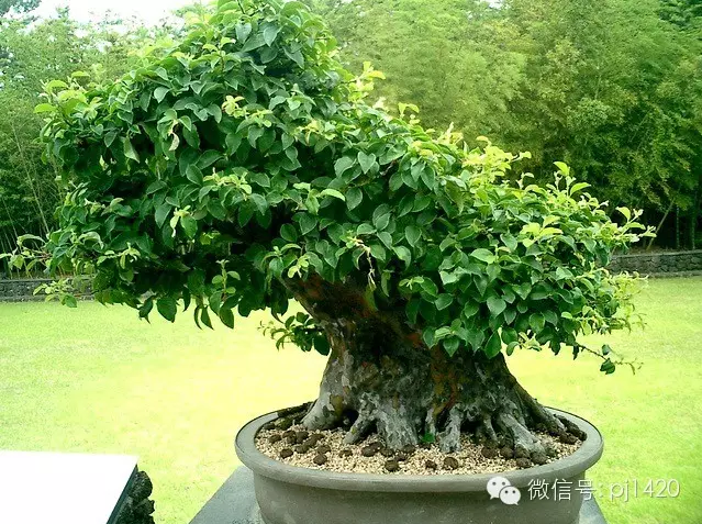 世界最大的盆栽公園——思索之苑