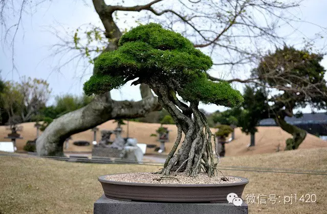 世界最大的盆栽公園——思索之苑