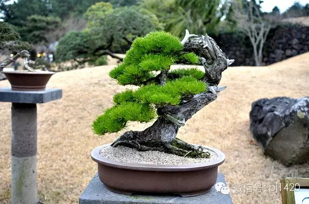 世界最大的盆栽公園——思索之苑