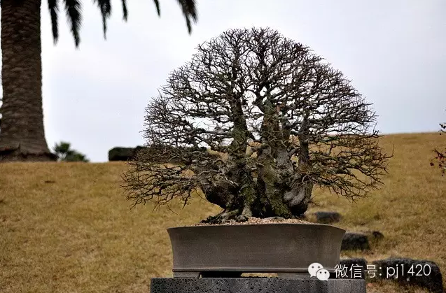 世界最大的盆栽公園——思索之苑