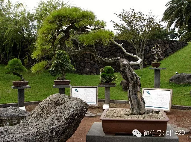 世界最大的盆栽公園——思索之苑