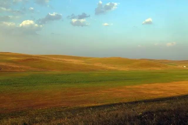 風沙中的堅強小草——蒙草生態修復顯成效