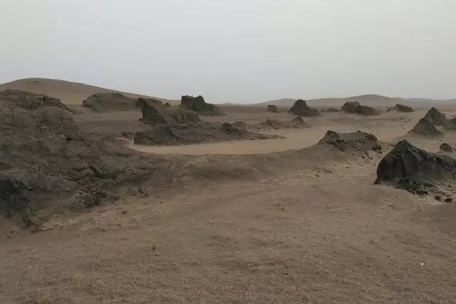 風沙中的堅強小草——蒙草生態修復顯成效