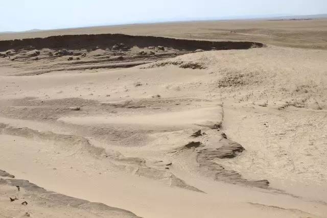 風(fēng)沙中的堅(jiān)強(qiáng)小草——蒙草生態(tài)修復(fù)顯成效