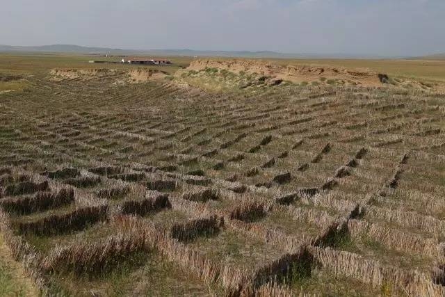 風沙中的堅強小草——蒙草生態修復顯成效