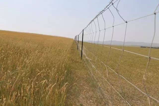 風(fēng)沙中的堅(jiān)強(qiáng)小草——蒙草生態(tài)修復(fù)顯成效