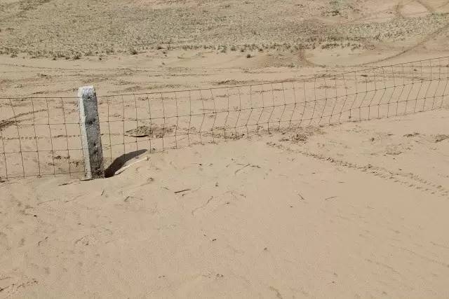 風(fēng)沙中的堅(jiān)強(qiáng)小草——蒙草生態(tài)修復(fù)顯成效