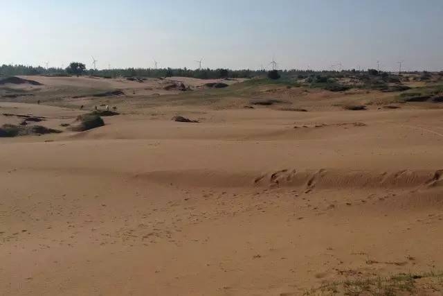 風(fēng)沙中的堅(jiān)強(qiáng)小草——蒙草生態(tài)修復(fù)顯成效