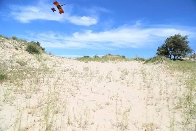 風沙中的堅強小草——蒙草生態修復顯成效