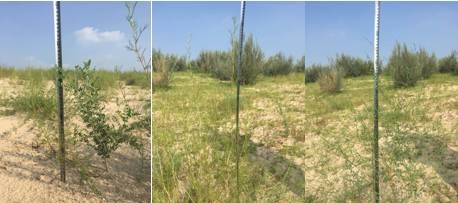 風沙中的堅強小草——蒙草生態修復顯成效