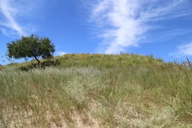 風沙中的堅強小草——蒙草生態修復顯成效