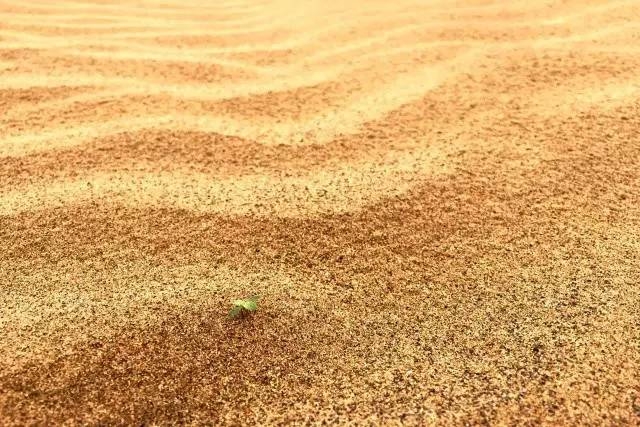 風沙中的堅強小草——蒙草生態修復顯成效