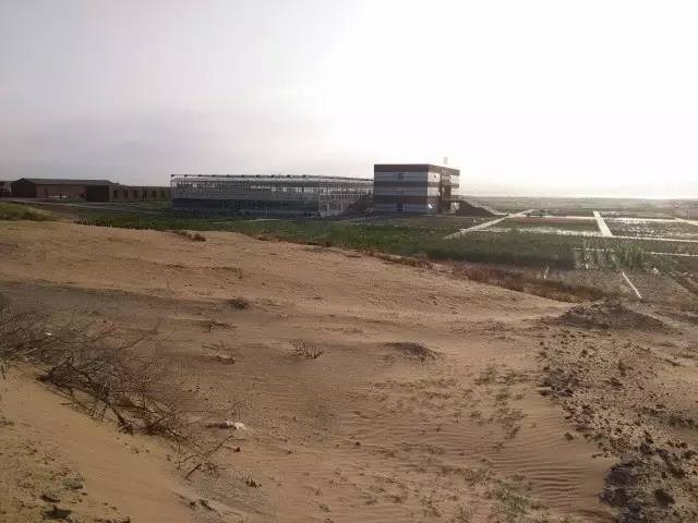 風沙中的堅強小草——蒙草生態修復顯成效